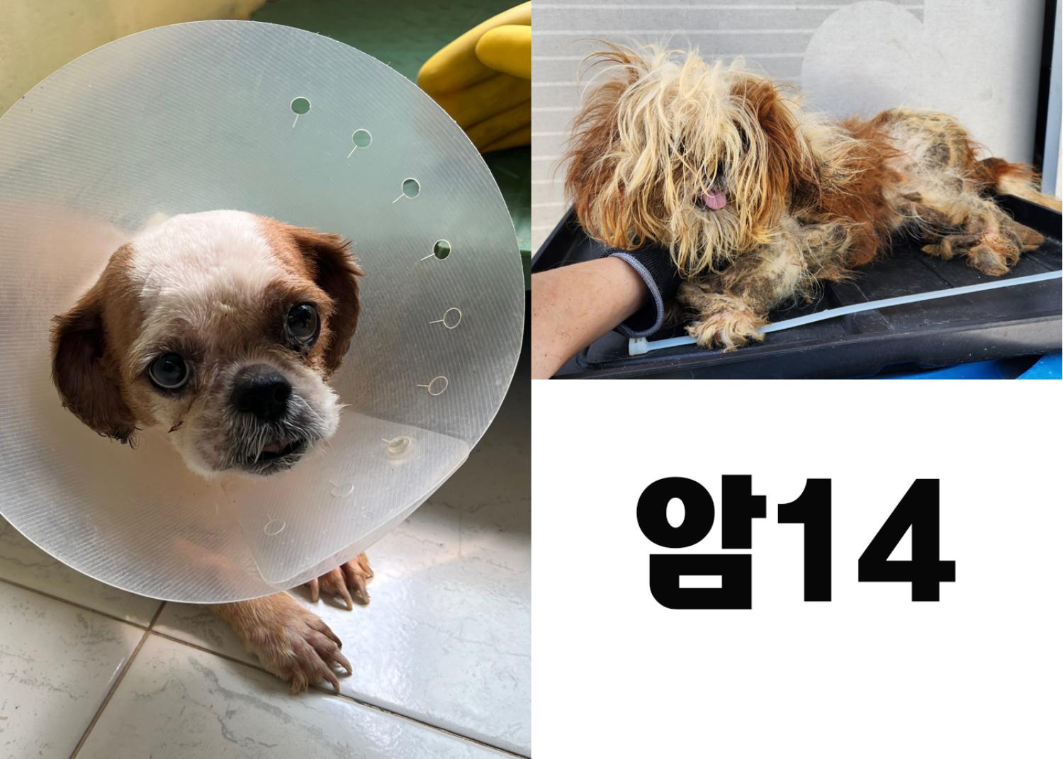 (사)영일동물플러스_447502202300799